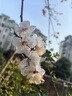 羅蒙（ROMON）冰絲涼感短袖t恤男士夏季新款中青年商務(wù)休閑高端翻領(lǐng)POLO上衣 5T509501天藍(lán) L 170（建議115-130斤） 曬單實拍圖