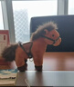 威爾通（WELTSTON）正版馬年擺件公仔毛絨玩具生肖馬玩偶生日禮物禮品小馬掛件鑰匙扣 曬單實(shí)拍圖