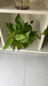 行湘綠蘿盆栽水培綠植新房除甲醛植物180#原盆4盆+吸水盆源頭直發(fā) 曬單實(shí)拍圖