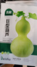 北蔬 巨型葫蘆種子種苗特大觀(guān)賞文玩庭院盆栽葫蘆籽 巨型葫蘆種子20粒 曬單實(shí)拍圖