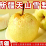 正宗新疆天山雪梨應季新鮮水果脆甜多汁 天山雪梨 9斤帶箱凈重8.5斤單果150g 曬單實(shí)拍圖