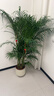 愛(ài)優(yōu)尚散尾葵植物盆栽客廳大型綠植室內落地辦公室好養鳳尾竹源頭直發(fā) 曬單實(shí)拍圖