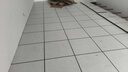 向導全鋼機房PVC防靜電地板600×600高架空監控室架空活動(dòng)抗靜電地板 國標3.5cm地板一平方 含配件 曬單實(shí)拍圖