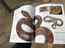 DK蛇類(lèi)百科 全彩圖解指南 Snake：Essential Visual Guide 進(jìn)口原版 英文書(shū) 曬單實(shí)拍圖