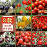花沃里8款西紅柿種子大全 蔬菜種子陽(yáng)臺花盆栽小番茄黑鉆石紫珍珠大番茄 曬單實(shí)拍圖