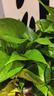 雙盟綠蘿盆栽除甲醛花卉綠植辦公室新房?jì)艋諝?80加侖4盆裝源頭直發(fā) 曬單實(shí)拍圖