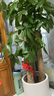 芙洛拉花園【2小時(shí)達】發(fā)財樹(shù)大型綠植物盆栽室內好養落地客廳開(kāi)業(yè)喬遷送禮 步步高發(fā)財樹(shù) 曬單實(shí)拍圖
