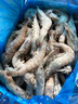 京東超市海外直采厄瓜多爾白蝦鹽凍凈重4斤 60-80只/盒 自營(yíng) 曬單實(shí)拍圖