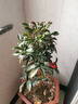 富貴籽盆栽老樁金玉滿(mǎn)堂黃金萬(wàn)兩植物室內客廳耐寒年宵花盆景綠植 【果期帶果】單發(fā)植物—富貴籽60-70厘米【1】盆 曬單實(shí)拍圖