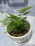 文竹盆栽室內桌面綠植客廳四季常青辦公室凈化好養空氣盆景植物 文竹【15-20厘米左右】?jì)膳?曬單實(shí)拍圖