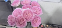 【仙氣滿(mǎn)滿(mǎn)】洛神玫瑰10枝 曬單實(shí)拍圖
