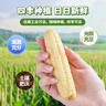 華田禾邦【新玉米】云南拇指玉米1斤(6-12根)兒童甜糯小玉米西雙版納 早餐 曬單實(shí)拍圖