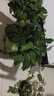 綠有意 綠蘿長(cháng)藤盆栽室內大葉垂吊植物大盆綠籮除甲醛吊綠植水培花卉蘭 360大盆短藤綠蘿帶蓄水盆一盆+肥 曬單實(shí)拍圖