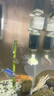 YEE魚(yú)缸內置過(guò)濾器凈水循環(huán)三合一過(guò)濾水泵小型魚(yú)馬桶吸便制氧10w 曬單實(shí)拍圖