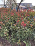 花e流紅葉石楠紅花繼木金森女貞球型綠化工程樹(shù)苗園林別墅庭院綠化綠籬 紅葉石楠球高度45厘米冠幅35厘米1顆 曬單實(shí)拍圖