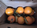 雷波臍橙【順豐】四川大涼山純甜無(wú)酸當季橙子水果 10斤鉑金果 約25個(gè)【高性?xún)r(jià)比】 精選果 曬單實(shí)拍圖