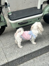 嬉皮狗（hipidog）小狗狗衣服愛(ài)心浮雕紋理吊帶泰迪博美小型幼犬春夏季薄款寵物服裝 奧麗粉 L （建議體重8-11斤） 曬單實(shí)拍圖