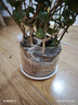 花翁盆栽帶花苞花卉植物室內綠植 茉莉花苗(仿木桶盆)源頭直發(fā) 曬單實(shí)拍圖