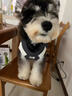 湯尼熊 TAWNEYBEAR狗狗衣服背心馬甲寵物雪納瑞臘腸約克夏泰迪比熊博美臘腸運動(dòng)裝 無(wú)袖沖鋒衣【拼灰色 -帶牽引扣】 M丨背長(cháng)29胸圍44建議5-8斤 曬單實(shí)拍圖
