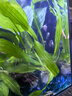 【京東物流】水草套餐 好養耐活真水草植物綠菊大葉綠九冠魚(yú)缸 單 頭 水榕沉木一份 曬單實(shí)拍圖
