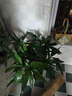 花翁富貴竹水培綠植物招財轉運室內水養花卉盆栽85-95cm10棵源頭直發(fā) 曬單實(shí)拍圖