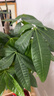 花翁招財好運盆景綠植盆栽A級大盆三桿發(fā)財樹(shù)（極簡(jiǎn)豎紋盆）源頭直發(fā) 曬單實(shí)拍圖