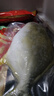 翔泰海南金鯧魚(yú)凈重900g2條裝 魚(yú)類(lèi)生鮮 海鮮水產(chǎn) 【熱賣(mài)款】 曬單實(shí)拍圖