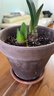 DEROMA意大利進(jìn)口陶土花盆帝羅馬國際盆手工花盆多肉綠植花卉種植盆QYDF 【進(jìn)口陶盆】國際盆 摩卡21cm 曬單實(shí)拍圖