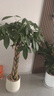 嘆為觀(guān)止大型植物發(fā)財樹(shù)各種大顆盆栽開(kāi)業(yè)喬遷客廳辦公室內好養大型花卉 辮子發(fā)財樹(shù)【1.2-1.4米】 含盆 曬單實(shí)拍圖