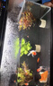 米家小米米家智能魚(yú)缸濾芯 多層復合過(guò)濾 物理+生化過(guò)濾 曬單實(shí)拍圖
