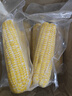 京鮮生東北黃玉米棒200g×8棒25年新玉米 真空黏玉米 多種包裝 源頭直發(fā) 曬單實(shí)拍圖
