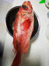 繽鮮 挪威 紅石斑魚(yú)凈重700g-900g*2條 大眼魚(yú)富貴魚(yú) 魚(yú)類(lèi)-源頭直發(fā) 曬單實(shí)拍圖