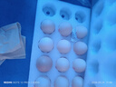 趣嘗鮮五谷鮮雞蛋15枚/盒 凈重750g 源頭直發(fā) 曬單實(shí)拍圖