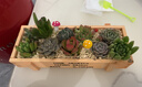花藝萌多肉植物組合盆栽含盆含土創(chuàng  )意diy拼盤(pán)花盆 多肉植物多肉盆栽 隨機10個(gè)多肉加木盒 含盆 曬單實(shí)拍圖