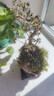 【清香木盆景】飄枝老樁花卉好養綠植盆栽茶桌高檔年貨帶花盆底座 酒壺盆清香木15-20+底座+小沙彌 曬單實(shí)拍圖
