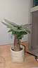 【福利品】發(fā)財樹(shù)盆栽綠植室內客廳桌面凈化空氣懶人好養花卉植物 單桿發(fā)財樹(shù)+米色布袋樹(shù)脂吸水盆 曬單實(shí)拍圖