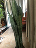 虎皮蘭大盆虎尾蘭盆栽客廳新裝修房子凈化空氣銀脈大顆虎皮蘭 銀脈80厘米左右(含盆) 曬單實(shí)拍圖