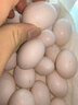 正宗農家新鮮鴿子蛋現撿現發(fā)孕婦寶寶輔食 農家谷飼?shū)澴拥啊?0枚】 曬單實(shí)拍圖