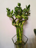 沭之美轉運竹水培植物綠植花卉 轉運竹高約50cm10支不含瓶 源頭直發(fā) 曬單實(shí)拍圖