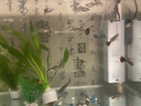 森森 小鯉魚(yú)缸過(guò)濾器凈水循環(huán)三合一內置水族箱過(guò)濾系統XQP-500F 6W 曬單實(shí)拍圖