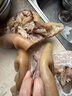 往來(lái)白丁 內蒙古去骨牛蹄2斤凈重 新鮮全半熟食黃牛蹄帶筋肉燒烤火鍋食材 曬單實(shí)拍圖