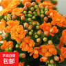 長(cháng)壽花盆栽重瓣大花帶花苞花苗四季室內開(kāi)花好養的花卉植物 1.米橙(帶花苞)送肥料 含加侖盆 曬單實(shí)拍圖