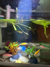 卡奇魚(yú) 孔雀魚(yú) 鳳尾魚(yú) 胎生魚(yú) 熱帶觀(guān)賞魚(yú)淡水活體魚(yú)小型魚(yú)純種好養易活 天空藍白孔雀魚(yú)1對 曬單實(shí)拍圖