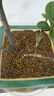 施可豐赤玉土盆景專(zhuān)用土3-6大包裝小顆粒爬寵硬質(zhì)自營(yíng)風(fēng)化鋪面石扦插 曬單實(shí)拍圖