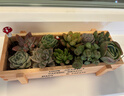 花藝萌多肉植物組合盆栽含盆含土創(chuàng  )意diy拼盤(pán)花盆 多肉植物多肉盆栽 隨機10個(gè)多肉加木盒 含盆 曬單實(shí)拍圖