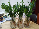 驅蚊竹柏水培植物大棵室內水養綠植花卉盆栽辦公室桌面驅蚊草好養 精選竹柏10棵+透明鉆石瓶+肥+石 曬單實(shí)拍圖