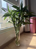 花翁富貴竹水培綠植物招財轉運室內水養花卉盆栽70-80cm10棵源頭直發(fā) 曬單實(shí)拍圖