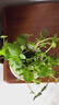 銅錢(qián)草水培植物室內招財室外盆栽綠植吸綠植甲醛花卉水養金錢(qián)草 銅錢(qián)草一盆（不含盆） 曬單實(shí)拍圖