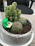 MPPMCK仙人掌盆栽組合多肉植物室內仙人球辦公室桌面綠植花卉盆景 綠洲之刺組合+綠色盆 成品發(fā)貨+鋪面石+樹(shù)枝小鳥(niǎo)+澆水 曬單實(shí)拍圖