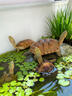 趣爬（QUPA）純種南石金錢(qián)烏龜活體寵物龜大小烏龜長(cháng)壽好養招財水陸兩棲觀(guān)賞龜 2-3cm 招財進(jìn)寶福龜 曬單實(shí)拍圖